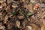 Euphorbia cremersii Tsingy de Namoroka GPS251 Mad 2015_1420.jpg